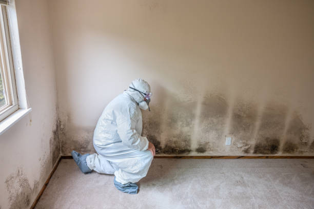 Best Residential Mold Remediation in Tualatin, OR